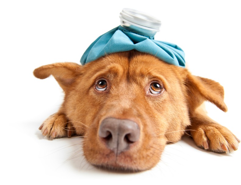 Do Dogs get colds?