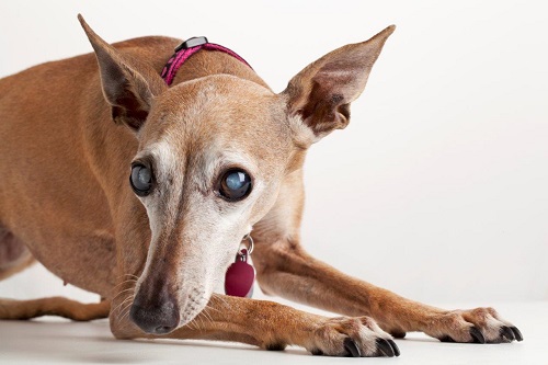Do animals also get cataracts?