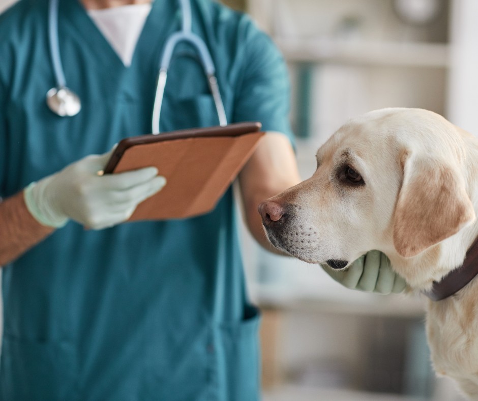 Common dog illnesses and how to know your dog is not well