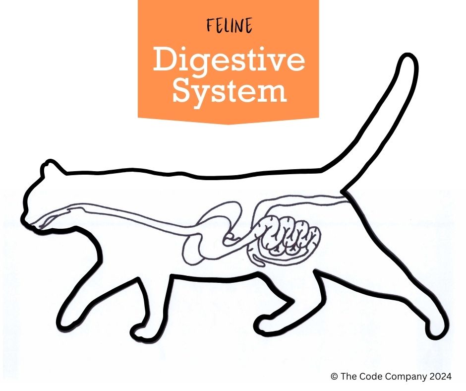 The feline digestive system